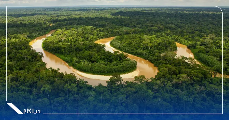جنگل بارانی آمازون