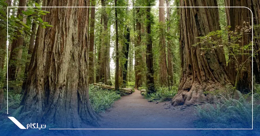 جنگل سرخ چوب