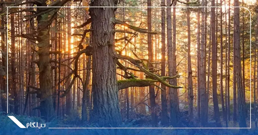 جنگل فانتاستیکا