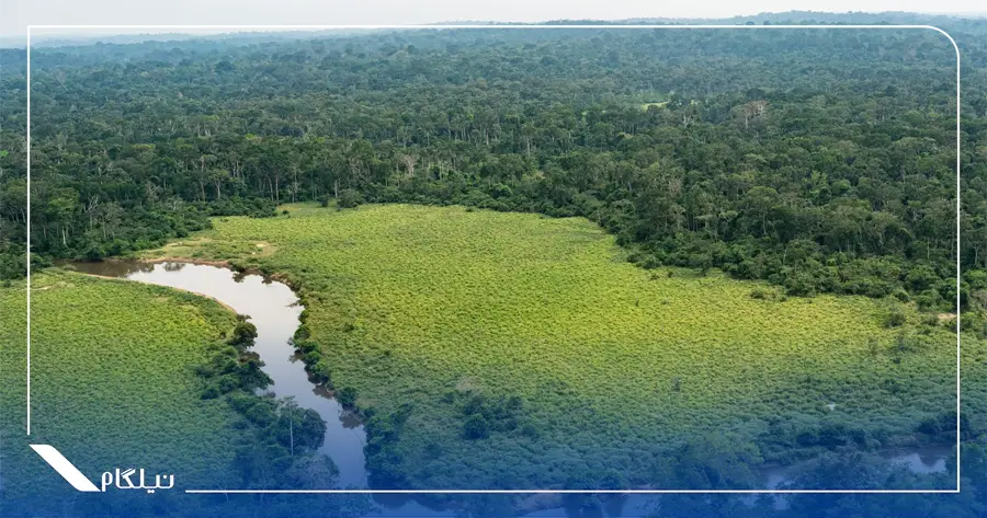 کشف اسرار‌آمیزترین جنگل‌ های دنیا