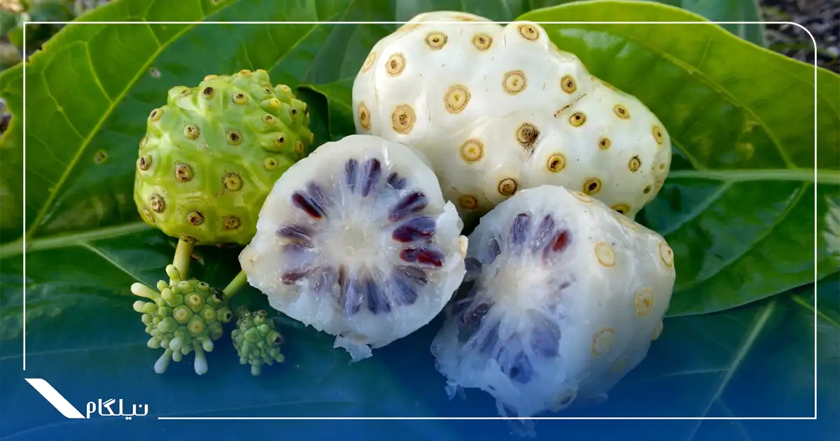 میوه نونی