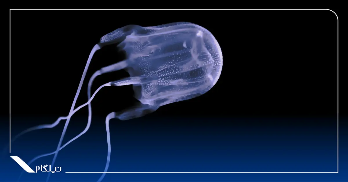 خطرناک ترین حیوانات استرالیا