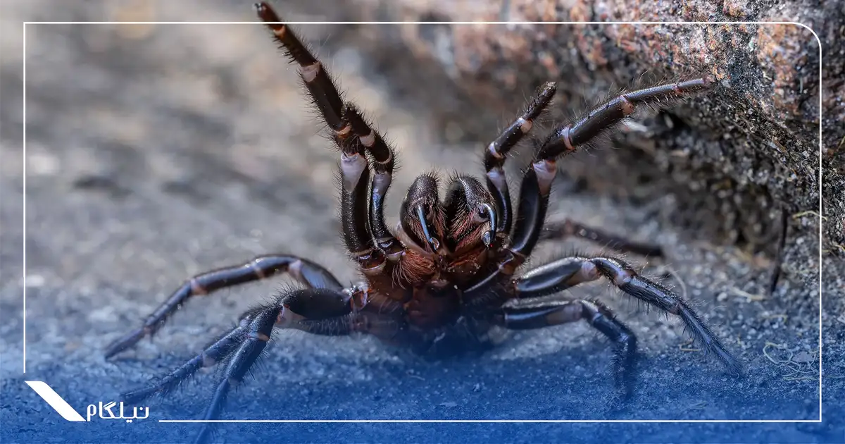 عنکبوت تار مخروطی سیدنی